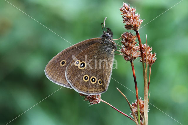 Ringlet (Aphantopus hyperantus)