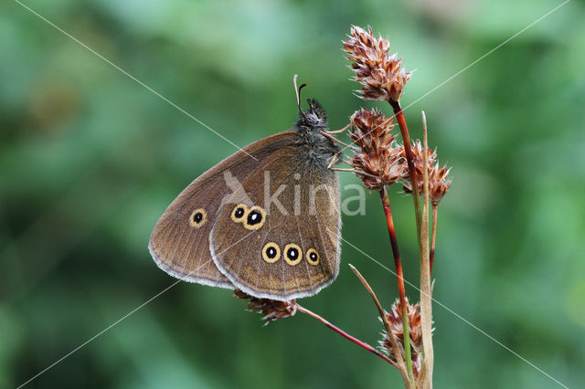 Ringlet (Aphantopus hyperantus)