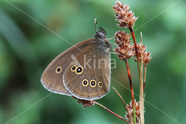 Ringlet (Aphantopus hyperantus)