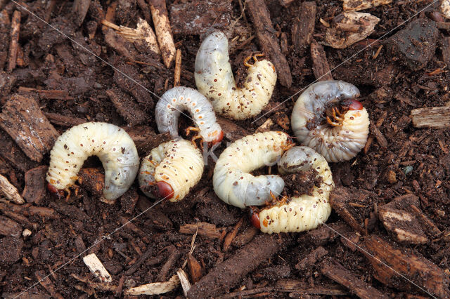 Neushoornkever (Oryctes nasicornis)