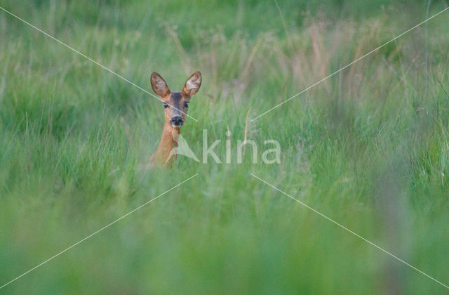 Roe Deer (Capreolus capreolus)