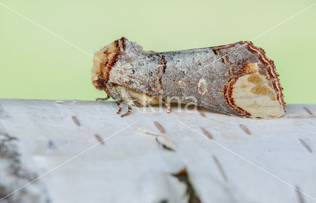 Buff-tip (Phalera bucephala)