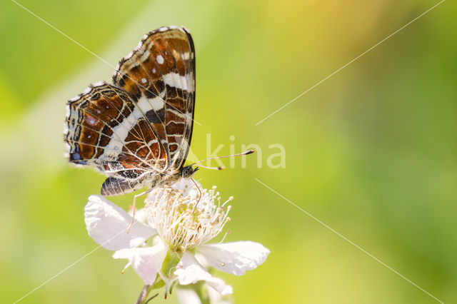 Landkaartje (Araschnia levana)