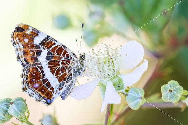 Landkaartje (Araschnia levana)