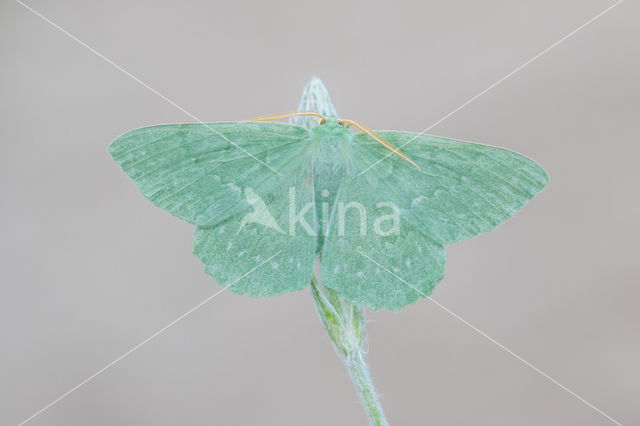 Large Emerald (Geometra papilionaria)