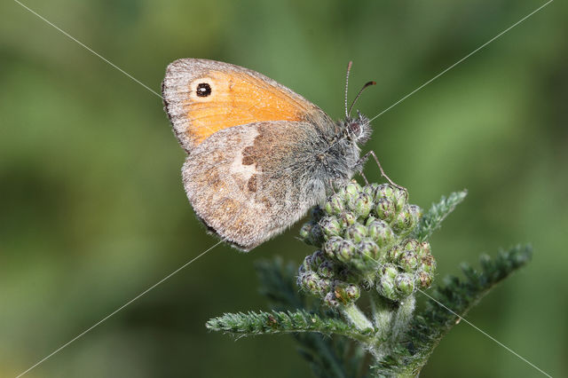 Hooibeestje (Coenonympha pamphilus)