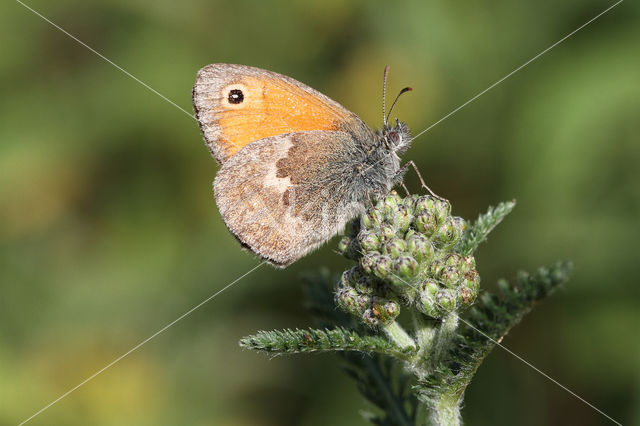 Small Heath (Coenonympha pamphilus)