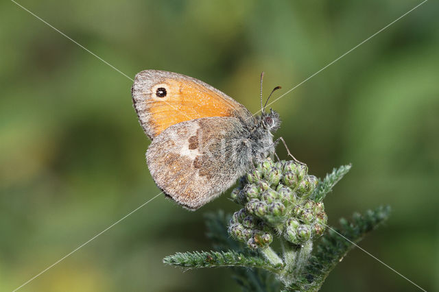 Hooibeestje (Coenonympha pamphilus)