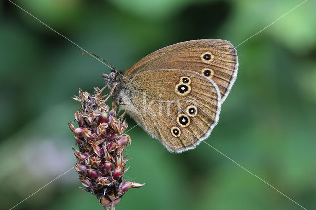 Koevinkje (Aphantopus hyperantus)