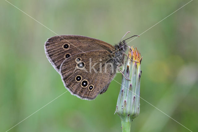 Ringlet (Aphantopus hyperantus)