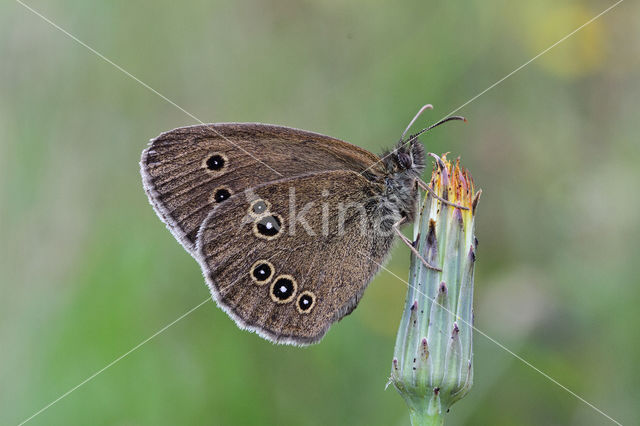 Ringlet (Aphantopus hyperantus)