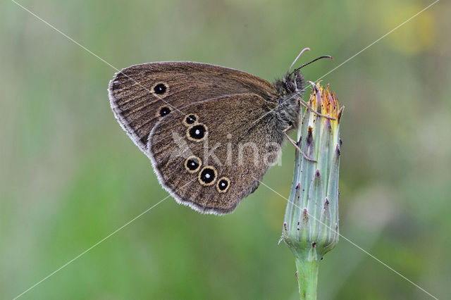 Ringlet (Aphantopus hyperantus)