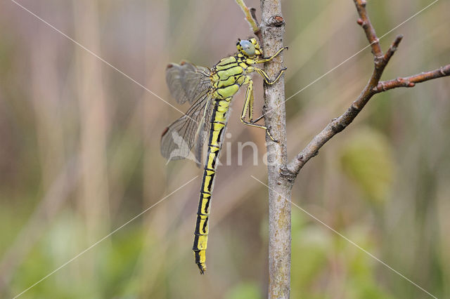 Plasrombout (Gomphus pulchellus)