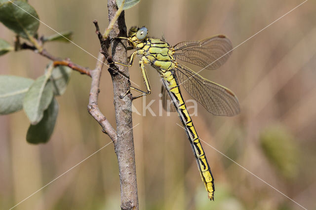 Plasrombout (Gomphus pulchellus)