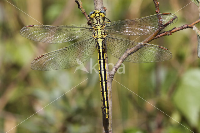 Dragonfly (Gomphus pulchellus)