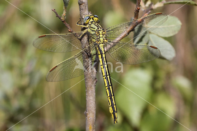 Plasrombout (Gomphus pulchellus)