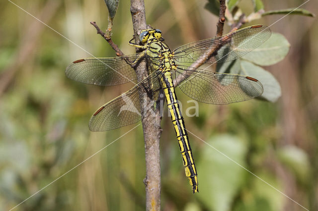 Plasrombout (Gomphus pulchellus)