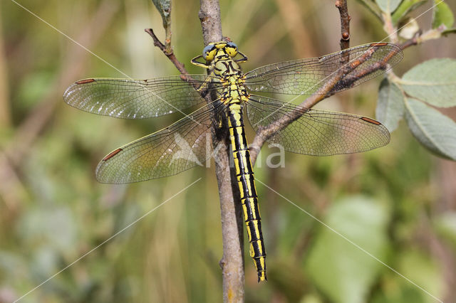 Dragonfly (Gomphus pulchellus)