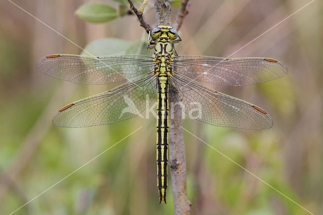 Dragonfly (Gomphus pulchellus)