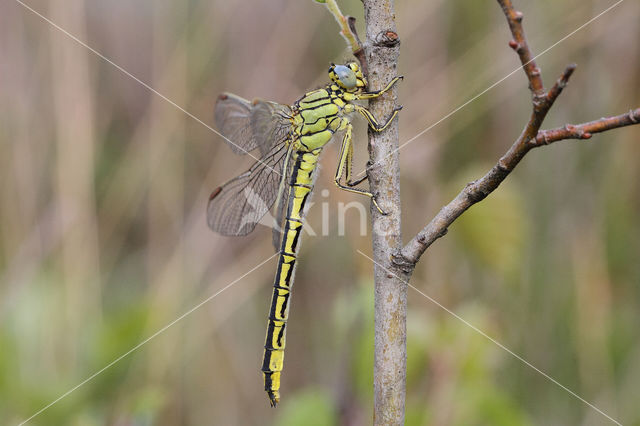 Dragonfly (Gomphus pulchellus)