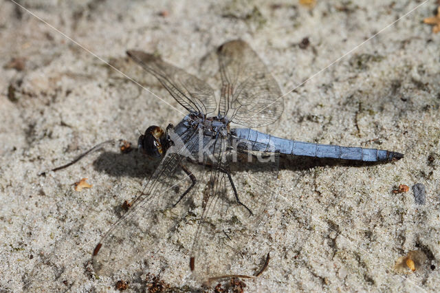 Zuidelijke oeverlibel (Orthetrum brunneum)