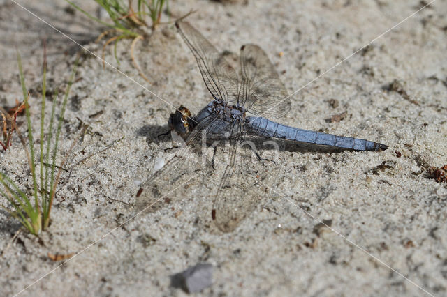 Zuidelijke oeverlibel (Orthetrum brunneum)