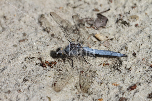 Zuidelijke oeverlibel (Orthetrum brunneum)