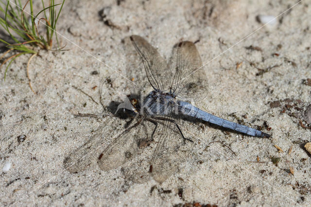 Zuidelijke oeverlibel (Orthetrum brunneum)