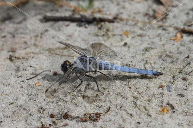 Skimmer (Orthetrum brunneum)