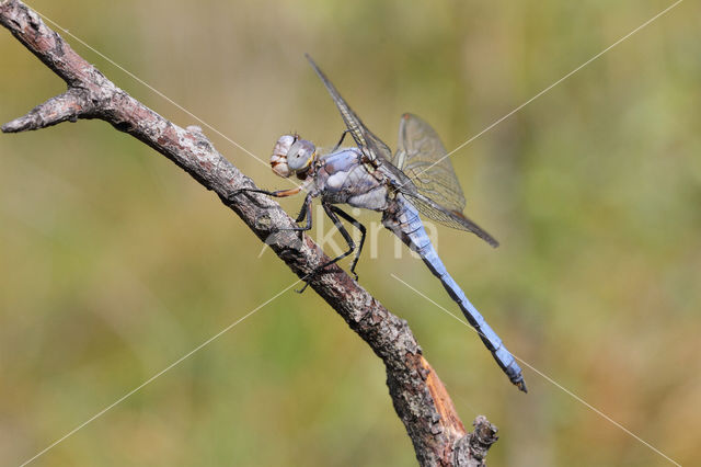 Zuidelijke oeverlibel (Orthetrum brunneum)