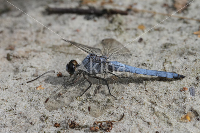 Zuidelijke oeverlibel (Orthetrum brunneum)