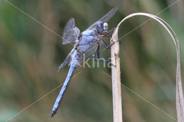 Zuidelijke oeverlibel (Orthetrum brunneum)