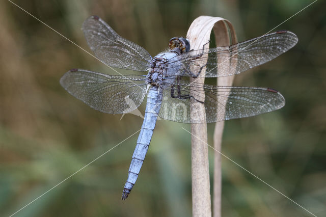 Zuidelijke oeverlibel (Orthetrum brunneum)