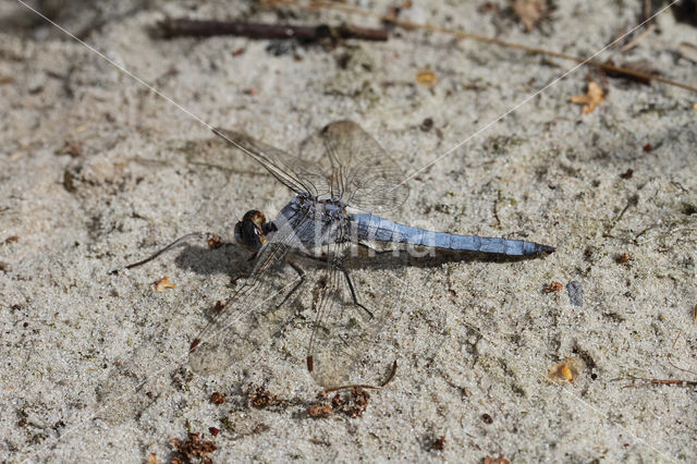 Zuidelijke oeverlibel (Orthetrum brunneum)