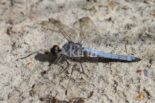 Zuidelijke oeverlibel (Orthetrum brunneum)