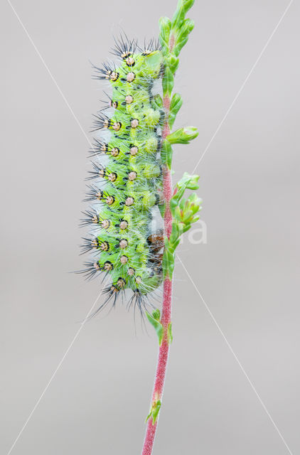 Kleine nachtpauwoog (Saturnia pavonia)