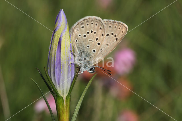 Gentiaanblauwtje (Maculinea alcon)