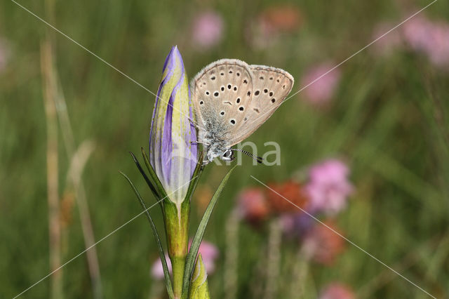 Gentiaanblauwtje (Maculinea alcon)