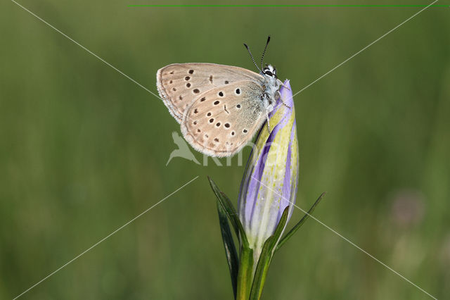 Gentiaanblauwtje (Maculinea alcon)