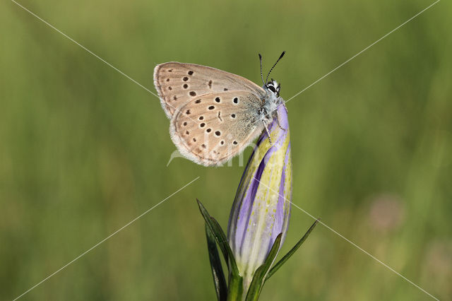 Gentiaanblauwtje (Maculinea alcon)