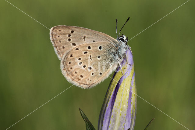 Alcon Blue (Maculinea alcon)