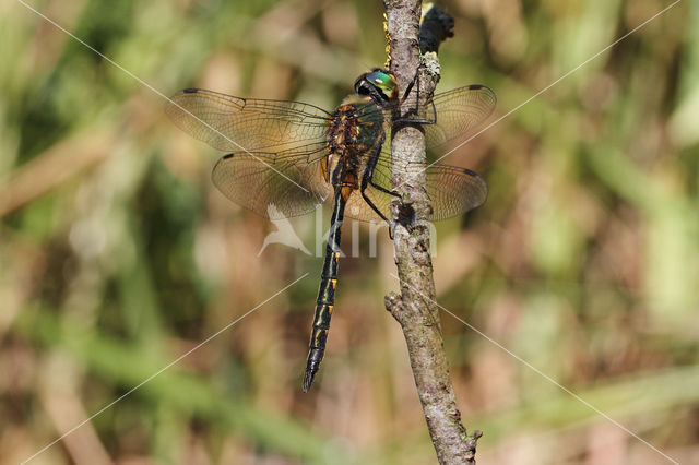 Gevlekte glanslibel (Somatochlora flavomaculata)