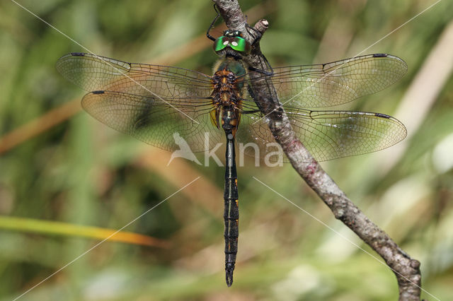 Gevlekte glanslibel (Somatochlora flavomaculata)