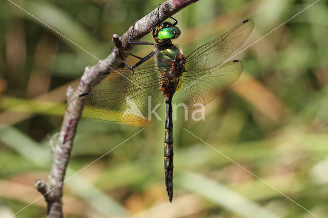 Gevlekte glanslibel (Somatochlora flavomaculata)