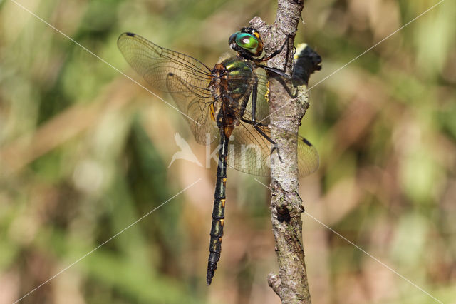 Gevlekte glanslibel (Somatochlora flavomaculata)