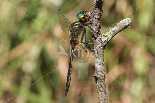 Gevlekte glanslibel (Somatochlora flavomaculata)