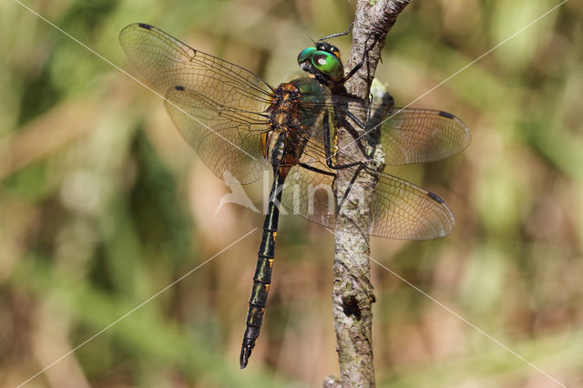 Gevlekte glanslibel (Somatochlora flavomaculata)