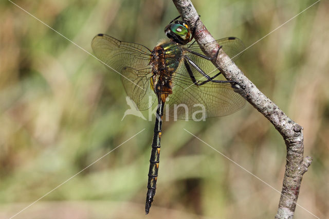 Gevlekte glanslibel (Somatochlora flavomaculata)