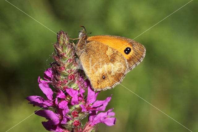 Oranje zandoogje (Pyronia tithonus)