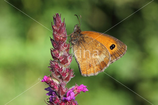 Oranje zandoogje (Pyronia tithonus)